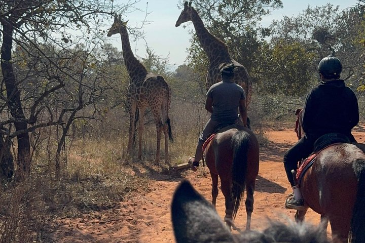 Exhilarating Horseback Safari from Johannesburg - Photo 1 of 14